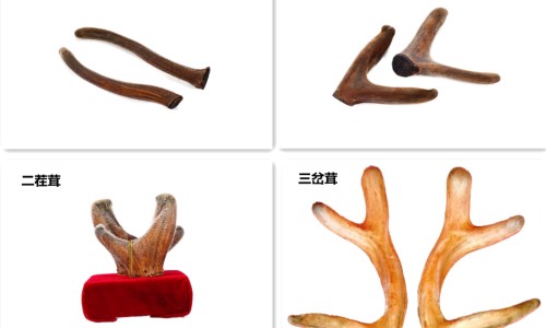 鹿鞭膏-鹿鞭膏副作用以及危害-鹿鞭膏副作用以及危害,中国鹿鞭膏 副作用网站